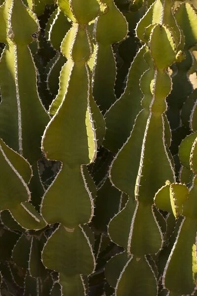 A desert spurge (Euphorbia virosa ), Namibia