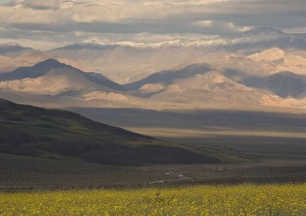 Desert Sunflower  /  Gold - flowering profusely, Spring in El Nino year. Mojave Desert, Death Valley, USA