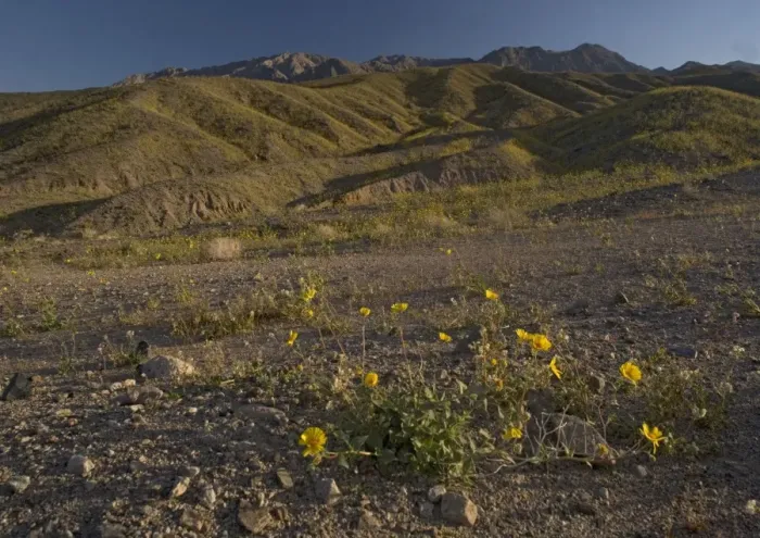 Framed Print : Desert Sunflower / Gold - flowering profusely. Spring in El Nino year. Mojave Desert, Death Valley, USA Framed Print : Desert Sunflower / Gold - flowering profusely. Spring in El Nino year. Mojave Desert, Death Valley, USA