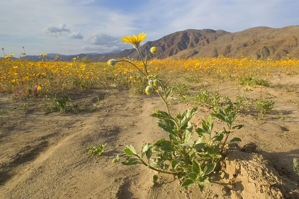 Desert Sunflowers - Anza Borrego Desert State Park - California - USA