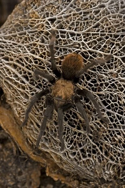 Desert Tarantula - Sonoran Desert- Arizona - USA - Venomous-urticating hairs on top of abdomen-nocturnal predators that rarely venture far from their burrows-overwinters in plugged burrows in relatively inactive state living off fat reserves