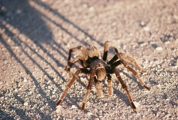 Desert Tarantula Spider FG 4222 South West Desert, USA. Aponopelma chalcodes © Francois Gohier  /  ARDEA LONDON