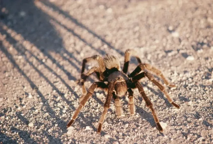 Framed Print : Desert Tarantula Spider FG 4222 South West Desert, USA. Aponopelma chalcodes © Francois Gohier / ARDEA LONDON Framed Print : Desert Tarantula Spider FG 4222 South West Desert, USA. Aponopelma chalcodes © Francois Gohier / ARDEA LONDON