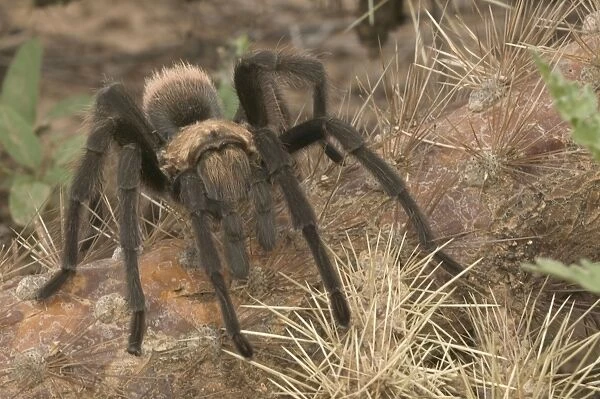 Desert Tarantula - Venomous, urticating hairs on top of abdomen-nocturnal predators that raely venture far from their burrows-overwinter in plugged burrows in relatively inactive state living off fat reserves Sonoran desert, Arizona