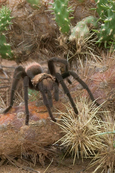 Desert Tarantula - Venomous, urticating hairs on top of abdomen. Nocturnal predators that rarely venture far from their burrows-overwinter in plugged burrows in relatively inactive state living off fat reserves Sonoran Desert, Arizona, USA