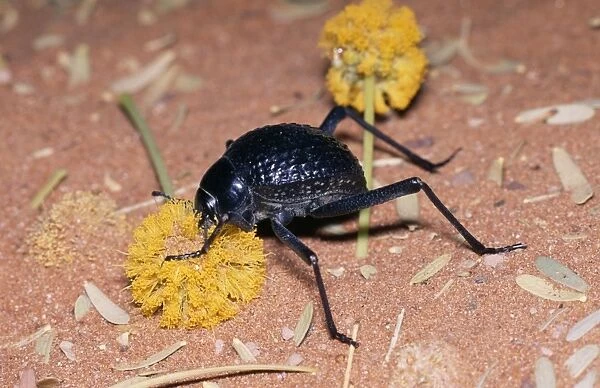Desert Tenebrionid  /  Long-legged Beetle - feeding on Acacia flower Namib Desert, Namibia, Africa