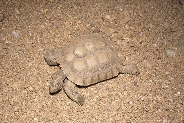 Desert Tortoise Arizona