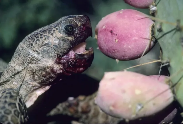 Framed Print : Desert Tortoise - Arizona - Eating fruit of pricky pear cactus - A completely terrestrial desert species requiring firm ground for construction of burrows - frequents desert oases-riverbands-washes-dunes-and occasionally rocky slopes - Burrows-often Framed Print : Desert Tortoise - Arizona - Eating fruit of pricky pear cactus - A completely terrestrial desert species requiring firm ground for construction of burrows - frequents desert oases-riverbands-washes-dunes-and occasionally rocky slopes - Burrows-often