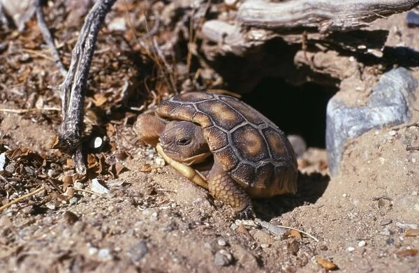 Desert Tortoise - juvenile leaving burrow