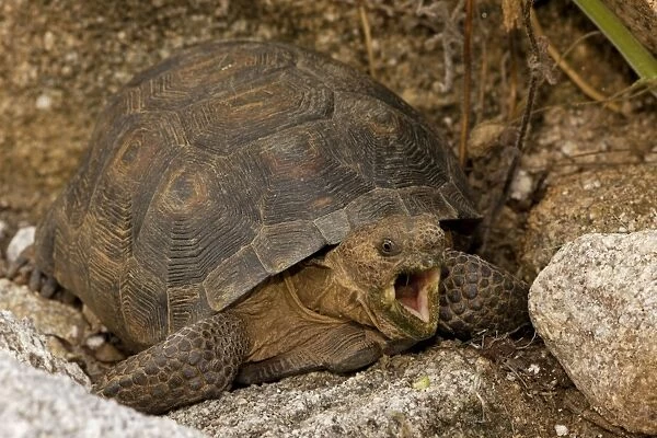 Desert Tortoise - With mouth open - Arizona - USA Found from southern Nevada south into Mexico and southwest Arizona west to Mojave Desert