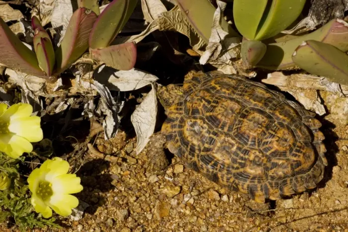 Framed Print : Desert Tortoise - Nama Padloper (Homopus bergeri) - with Grielum flowers -Namaqua desert