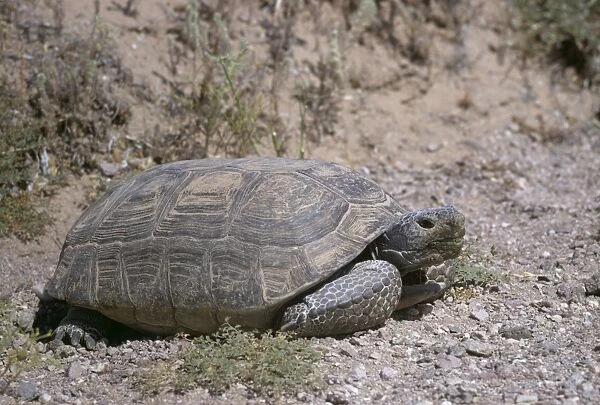 Desert Tortoise WW 879 Large Adult Gopherus agassizi © Wardene Weisser  /  ARDEA LONDON