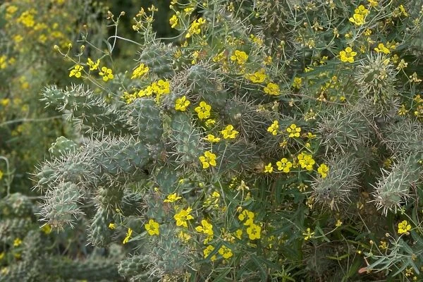 Desert Vine - with Fishhook Barrel Cactus (Ferocactus wislizeni) Sonoran Desert, Arizona, USA