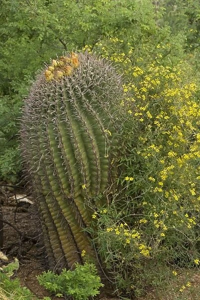 Desert Vine - with Fishhook Barrel Cactus (Ferocactus wislizeni) Sonoran Desert, Arizona, USA
