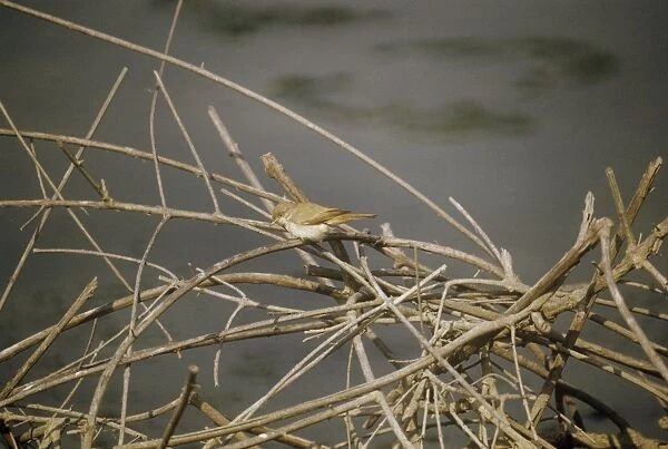 Desert Warbler - resting at the top of a dead tree  