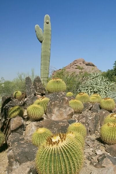 Desert WAT 4920 Saguaro & Gold Barrel Cactus Arizona USA Carnigiea gigantea & Echinocactus grusonii © M. Watson  /  ARDEA LONDON