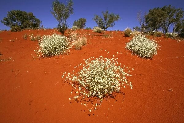 Desert wil flowers - Sturt National Park, far western New South Wales, Australia JLR04212