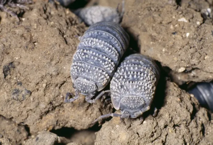 Framed Print : Desert Woodlice North Africa & Israel Framed Print : Desert Woodlice North Africa & Israel