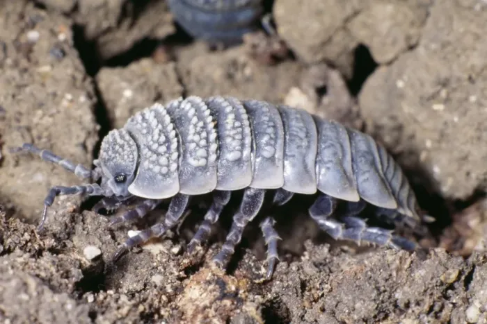 Framed Print : Desert Woodlouse Side view, North Africa & Israel