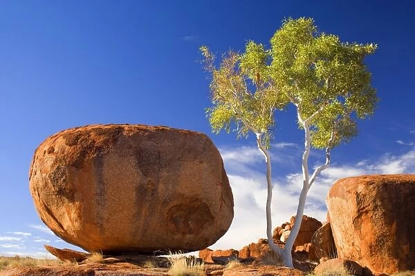 Devils Marbles - a Ghost Gum and a nearly perfectly circular shaped boulder of red granite is balanced on bedrock - Devils Marbles Conservation Area, Northern Territory, Australia