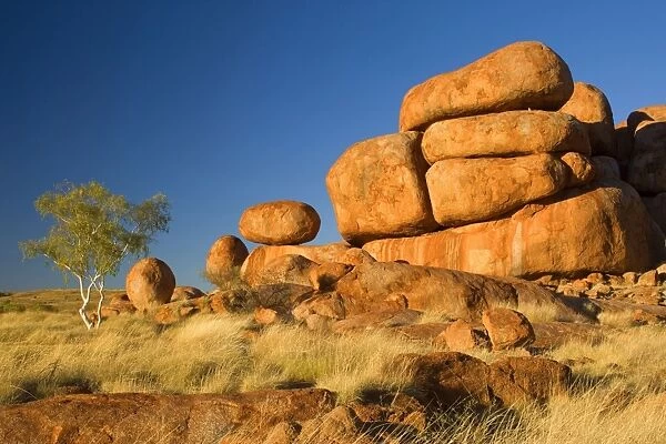 Devils Marbles - a ghost gum tree and three balanced rocks of almost perfect circular shape are located on top of a rock formation, amidst grassy bushland - Devils Marbles Conservation Area, Northern Territory, Australia