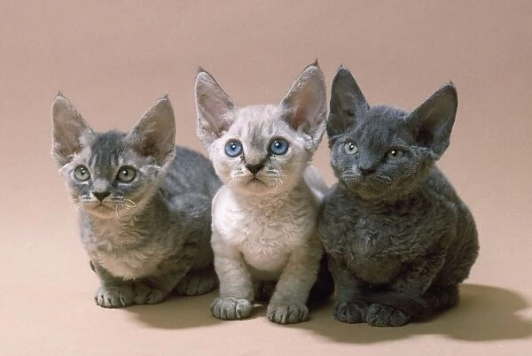 Devon Rex Cat - three kittens
