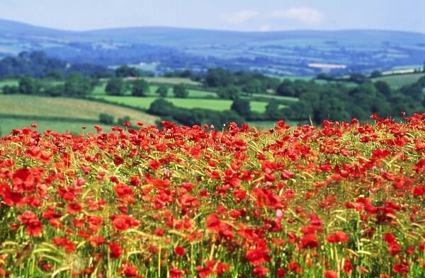 Devon - rolling landscape of fields and woodland with foreground rich crop of poppies amid ripening barley vivid red and Dartmoor distant background, UK