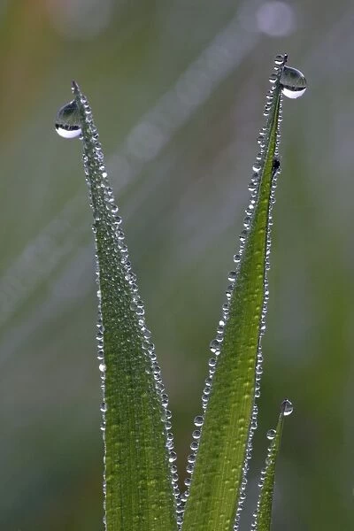 Dew Drops - on blades of grass in autumn, Lower Saxony, Germany