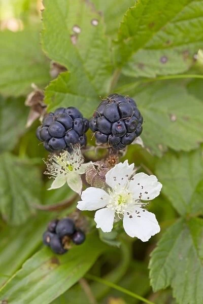 Dewberry Fruit - Wales, UK