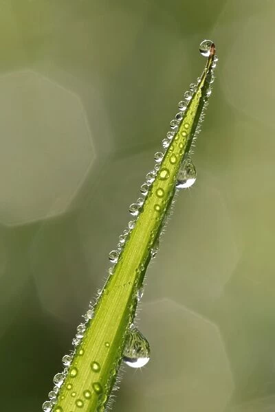 Dewdrops on a grass blade with reflections of sunlight Baden-Wuerttemberg, Germany