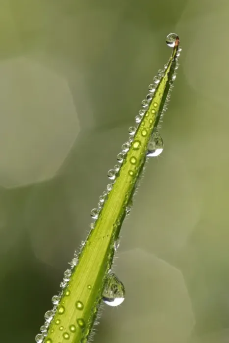 Framed Print : Dewdrops on a grass blade with reflections of sunlight Baden-Wuerttemberg, Germany Framed Print : Dewdrops on a grass blade with reflections of sunlight Baden-Wuerttemberg, Germany