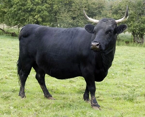 Dexter Cow, pedigree rare breed