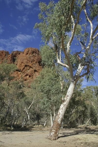 DH-3035. River Red Gums. Trephina Gorge Nature Park, Northern Territory, Australia
