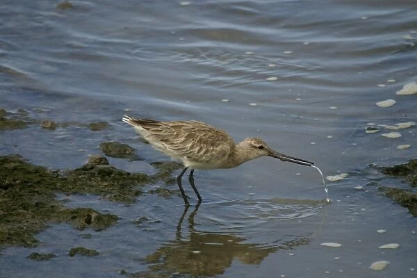 DH-3172. Bar-tailed Godwit. Cairns foreshore, Queensland, Australia