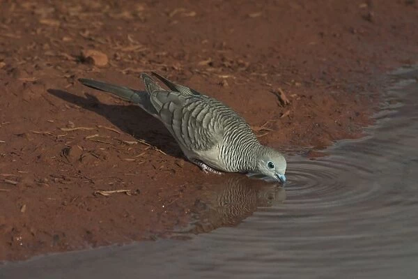 DH-3221. Peaceful Dove - drinking at a pool at dawn