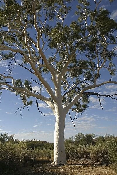 DH-3334. Ghost Gum - Named after the glistening white bark.