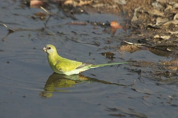 DH-3413. Hooded Parrot - female.. An uncommon