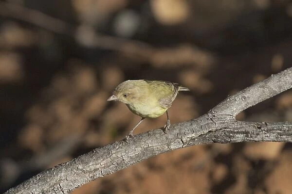 DH-3450. Weebill - Found right throughout Australia in dry open eucalypt forests