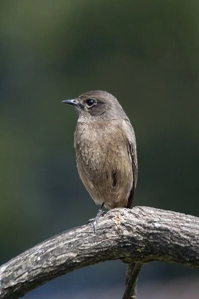 DH-3494. Pied Bushchat  /  Pied Bush Chat - Female, perched on branch.