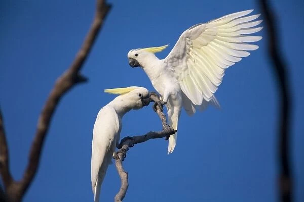 DH-3944. Sulphur-crested Cockatoo. This subspecies found in the Kimberley