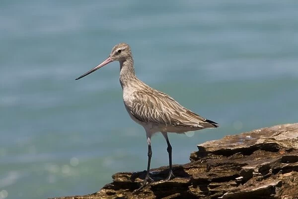 DH-4059. Bar-tailed Godwit in non-breeding plumage