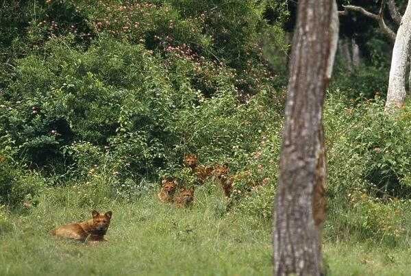 Dhole Dogs - lying in wait, hunt as a pack
