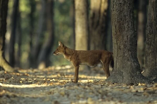 Dhole  /  Wild dog in the Sal forest. Kanha National Park, India