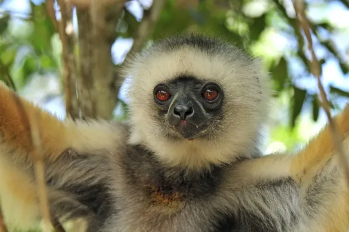 Framed Print : Diademed Sifaka - Andasibe-Mantadia National Park - Eastern-central Madagascar