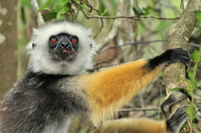 Framed Print : Diademed Sifaka - Andasibe-Mantadia National Park - Eastern-central Madagascar