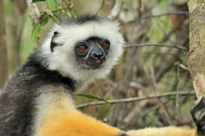Framed Print : Diademed Sifaka - Andasibe-Mantadia National Park - Eastern-central Madagascar Framed Print : Diademed Sifaka - Andasibe-Mantadia National Park - Eastern-central Madagascar