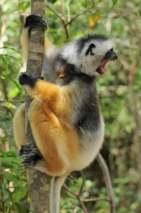 Framed Print : Diademed Sifaka - calling - Andasibe-Mantadia National Park - Eastern-central Madagascar Framed Print : Diademed Sifaka - calling - Andasibe-Mantadia National Park - Eastern-central Madagascar