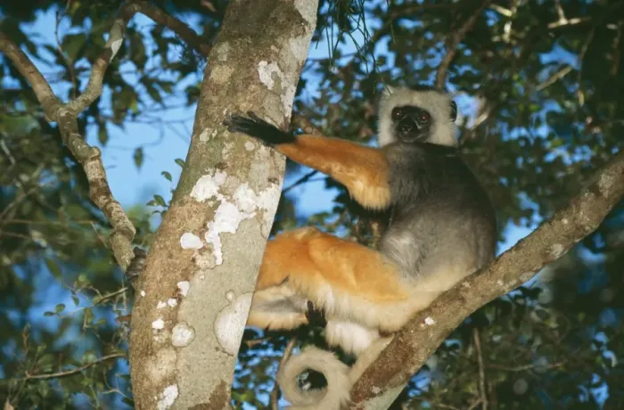 Framed Print : Diademed Sifaka COS-767 Mantady National Park Madagascar Propithecus propithecus diadema © Bill Coster  /  ARDEA LONDON