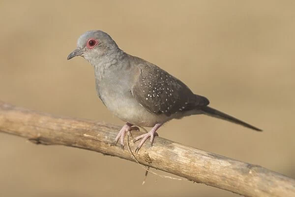 Diamond Dove - Australia's smallest dove. Found in large areas of Australia except to the south. Largely a bird of the dry interior but moves to coast in times of drought. Inhabits grassy and spinifex woodlands and dry scrublands