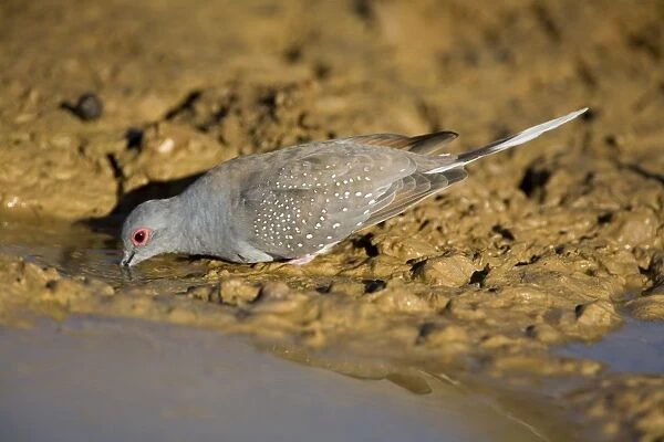 Diamond Dove - drinking Widespread throughout inland Australia especially in the north. Always within reach of water. At a pool near Mt Barnett, Gibb River Road, Kimberley, Western Australia. Australia's smallest dove
